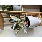 Uploaded File